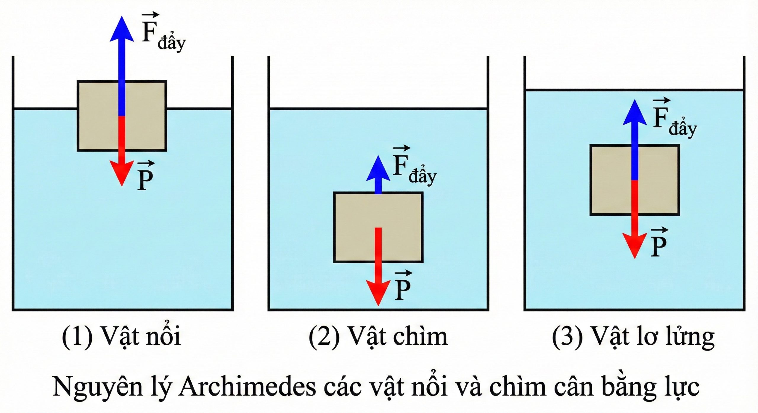Nguyên lý Archimedes là gì? 2 Nguyen Ly Archimedes Cac Vat Noi Va Chim Can Bang Luc Scaled